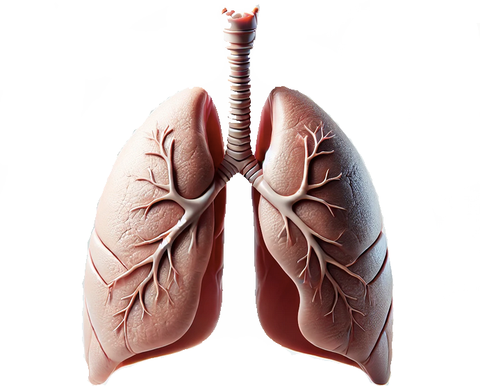 lungs without cytokines